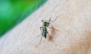 nuzree mosquito 213805 1920 jpg