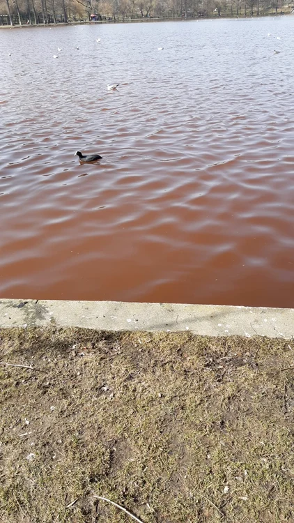 
    Apa din Lacul IOR a devenit de culoare roșie   
