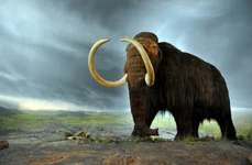 Un mamut lânos reconstituit în Muzeul Regal British Columbia din orașul canadian Victoria (© Flying Puffin / Wikimedia Commons)