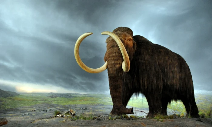 Un mamut lânos reconstituit în Muzeul Regal British Columbia din orașul canadian Victoria (© Flying Puffin / Wikimedia Commons)