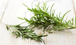 rosemary 16x9 jpeg