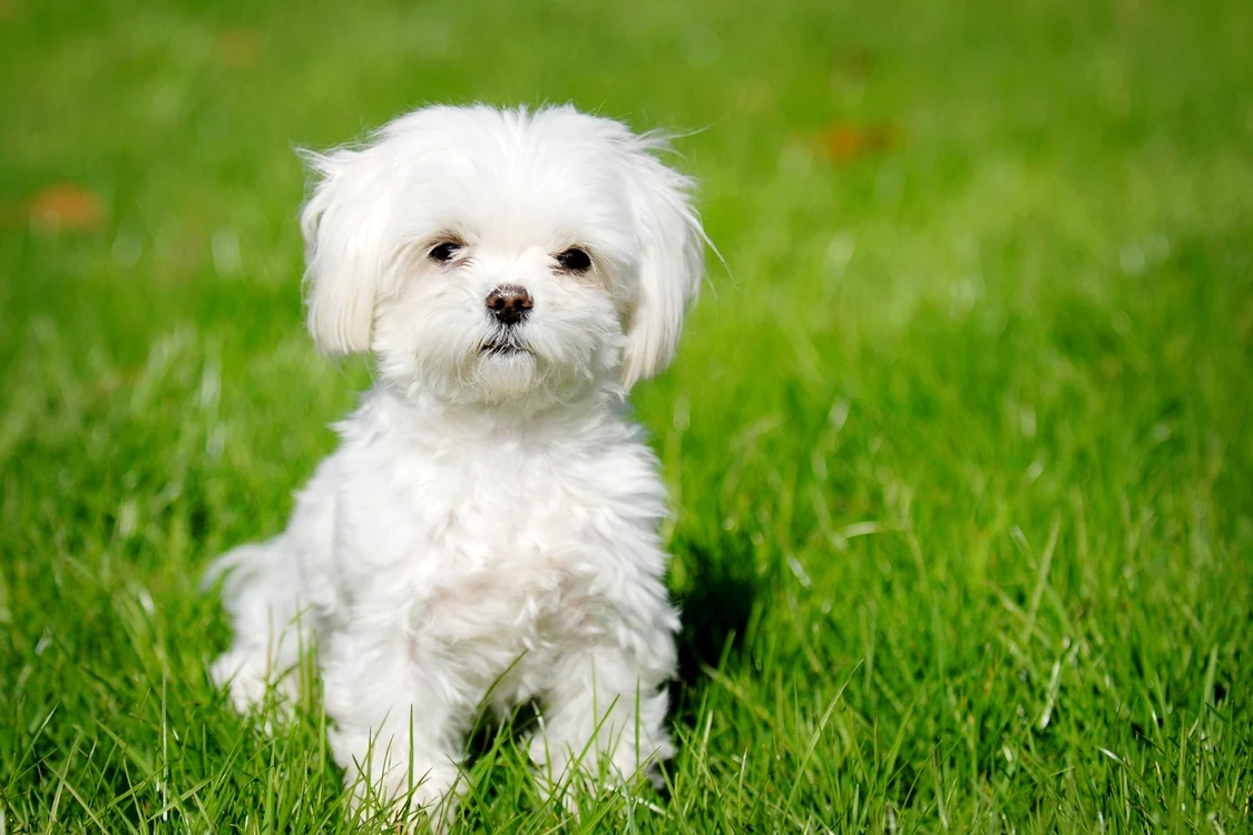 bichon maltese jpeg