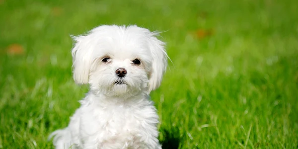 bichon maltese jpeg