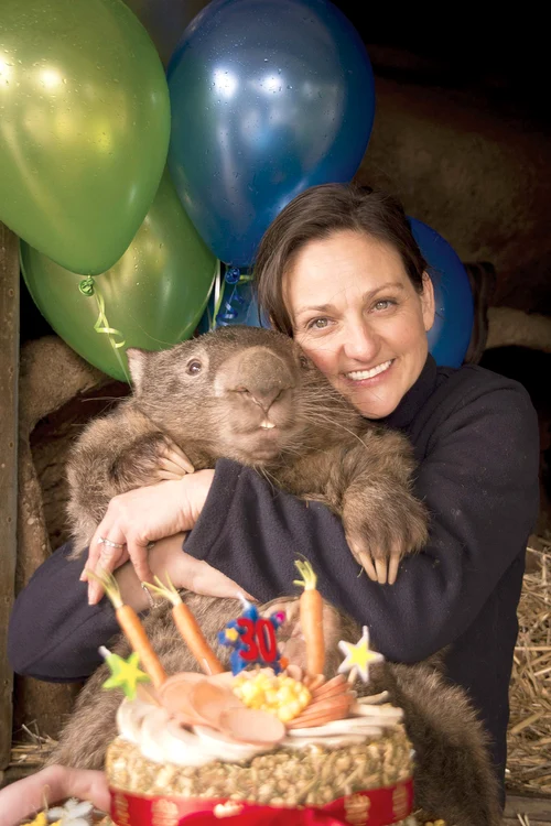 Patrick, un wombat simpatic din Ballarat, a intrat în Cartea Recordurilor şi a cerut în dar de ziua lui... o soţiefotografii: guliver/gettyimages