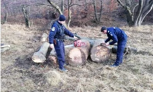 furt din padure jandarmi prahova 0 jpeg