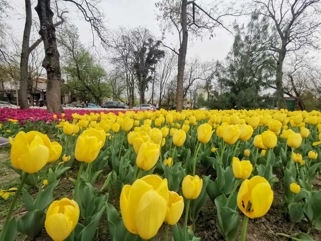 Lalele în Parcul Justiției FOTO Ștefan Both