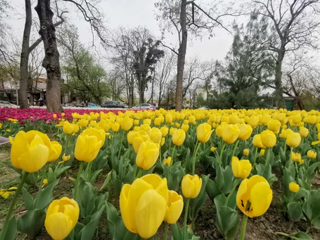 Lalele în Parcul Justiției FOTO Ștefan Both