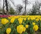 Lalele în Parcul Justiției FOTO Ștefan Both