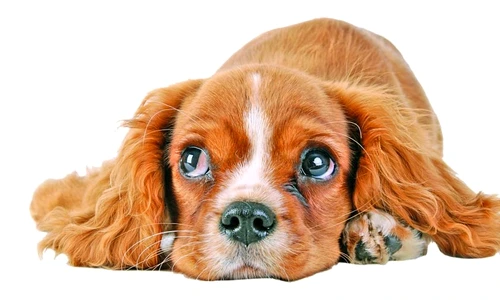 1 47504 original jpg jpeg