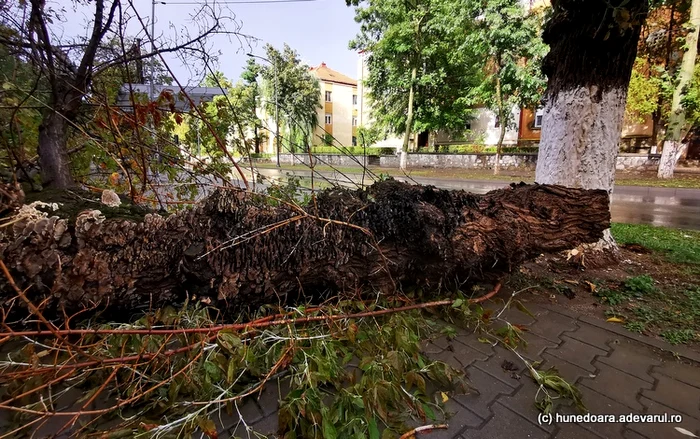 Copac prăbușit în Hunedoara, în timpul furtunii. FOTO Daniel Guță.