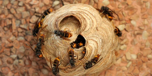 Viespe asiatica FOTO Shutterstock jpg