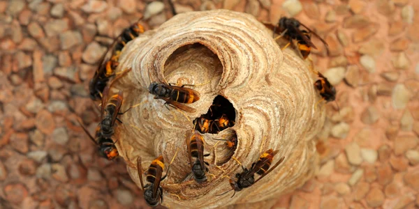 Viespe asiatica FOTO Shutterstock jpg