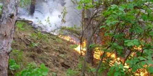 Copaci afectaţi de focul deschis nesupravegheat