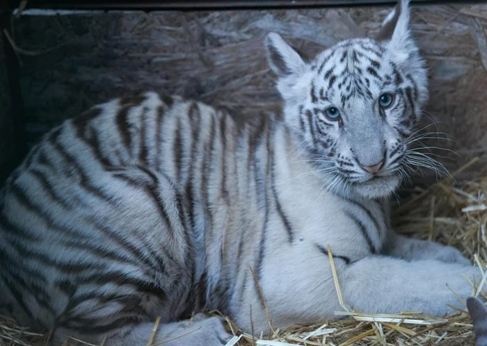 Puiul de tigru bengalez alb FOTO: captură Gazeta de Sud