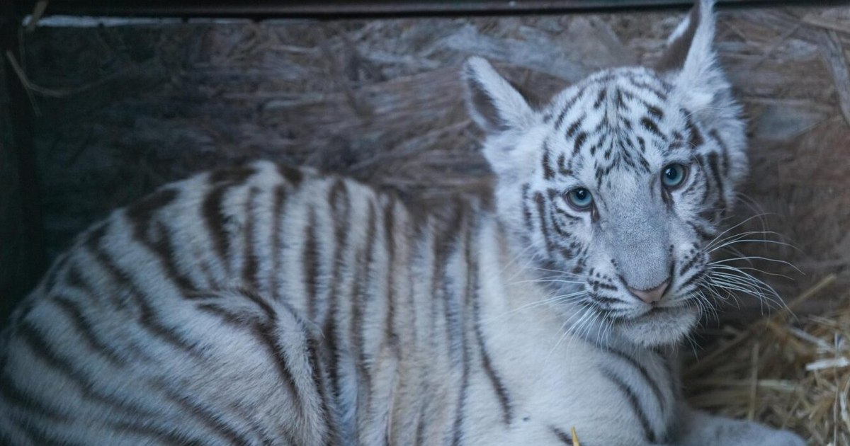 Caz tragic la Zoo Craiova: moartea unui tigru bengalez alb