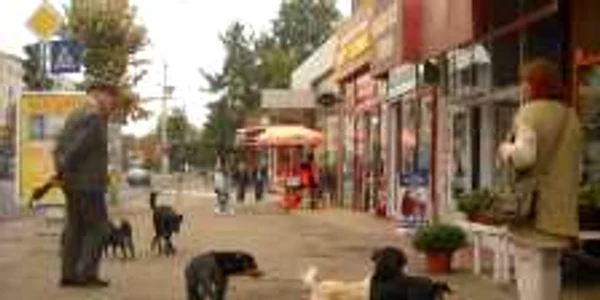 maidanezi strada barlad
