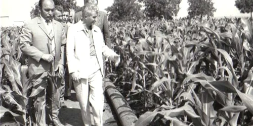 Vizita de lucru a lui Nicolae Ceauşescu la Întreprinderea agricolă de stat Amzacea - Constanţa (20.VI.1979) Cota 88/1979 Fototeca online a comunismului românesc