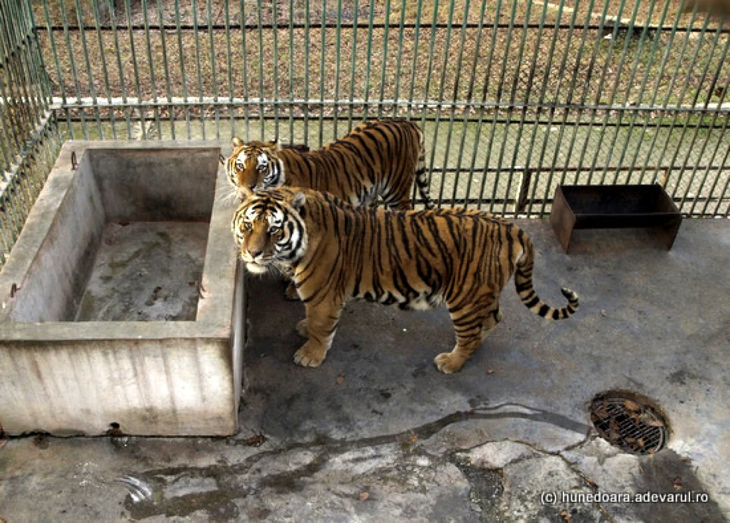 Tigri bengalezi la Zoo Hunedoara. FOTO: Daniel Guţă. ARHIVĂ.