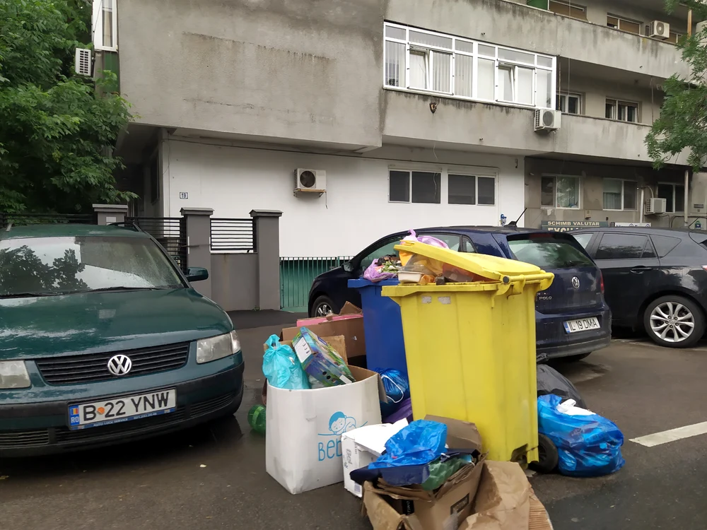 Motanul Bozo şi noua lui prietenă