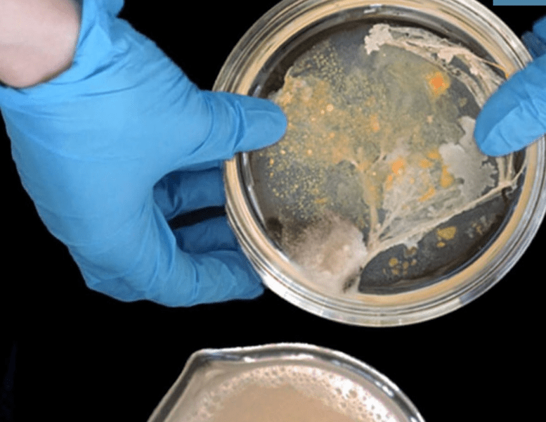 Experimente artistice cu bacterii și fungi. Proiect surprinzător al unor elevi din Vestul României