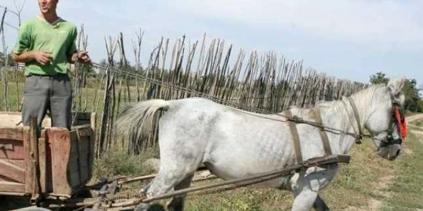 Cei doi cai au fost sacrificați
