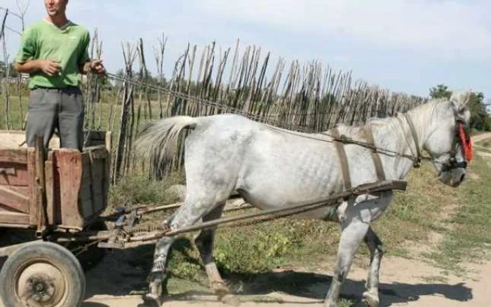 Cei doi cai au fost sacrificați