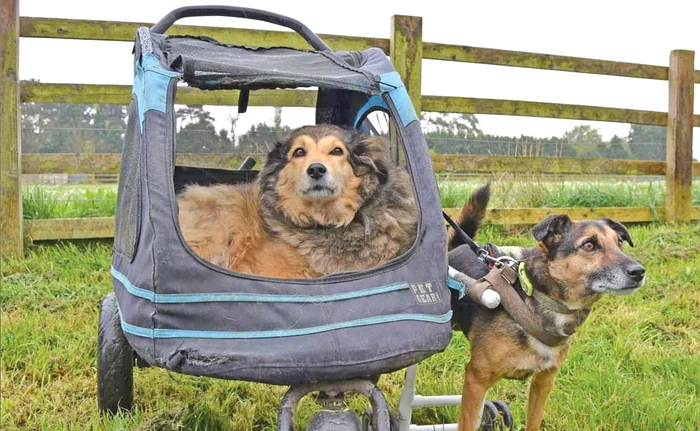 
    Doi căţei şchiopi: românca Flo, în  cărucior, alături de prietenul ei  Jerry, care a fost călcat de maşinăFotografii: Profimedia  