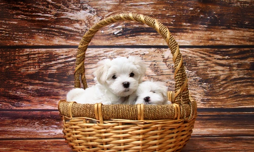 1 82388 original jpg jpeg