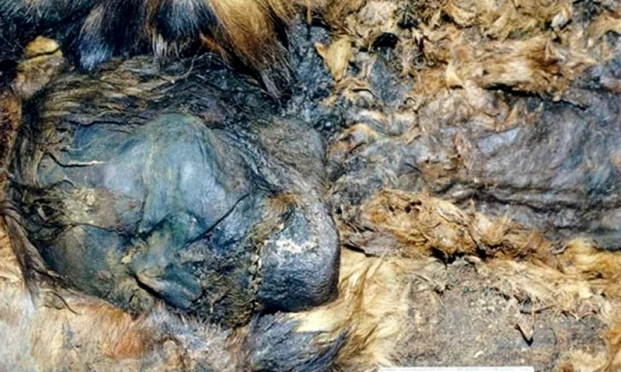 Mumii descoperite în apropierea Cercului Arctic, în Siberia jpeg