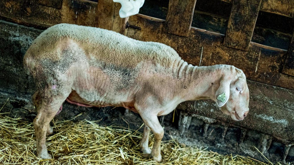 Vine foametea? Migrația virusurilor decimează efectivele de animale: vaci cu gripă aviară, oile cu pestă