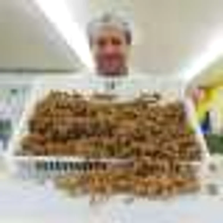 paste insecte