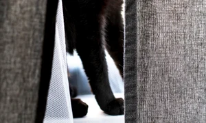beautiful cat portrait close up jpg