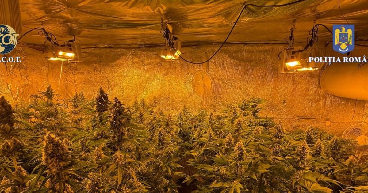 Descoperire șocantă: Canabis cultivat ilegal într-o casă din Vâlcea, proprietarul reținut de DIICOT. Descoperire șocantă: Canabis cultivat ilegal într-o casă din Vâlcea, proprietarul reținut de DIICOT.