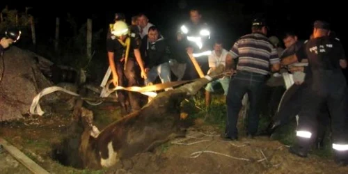 Alergată de-un câine, o viţică a căzut  într-o fântână adâncă de 20 de metri (arhiva)