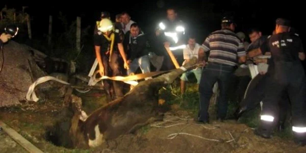 Alergată de-un câine, o viţică a căzut  într-o fântână adâncă de 20 de metri (arhiva)