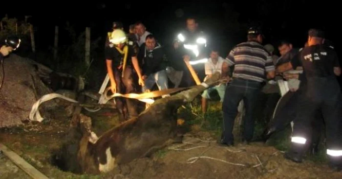 Alergată de-un câine, o viţică a căzut într-o fântână adâncă de 20 de metri (arhiva)