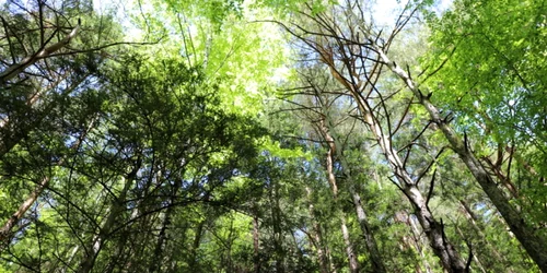 fetele albe foto daniel guta adevarul
