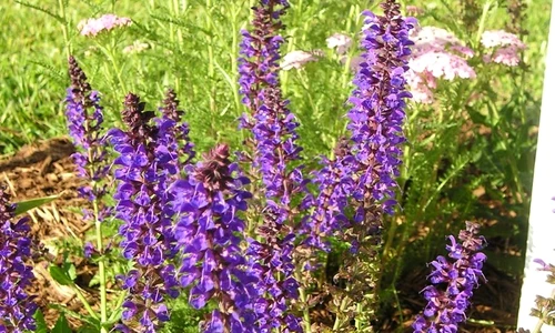 1 47572 original jpg jpeg