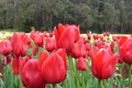 Ce simbolizează fiecare floare: Lalele roşii sunt asociate cu dragostea adevărată jpeg