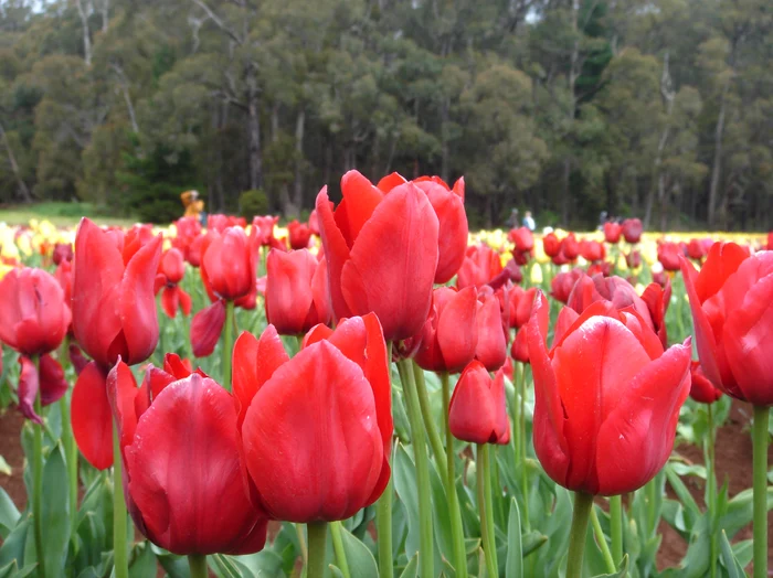 Lalele roșii. Foto: arhiva.