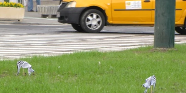 Protest inedit cu zebre în Piaţa Bălcesscu