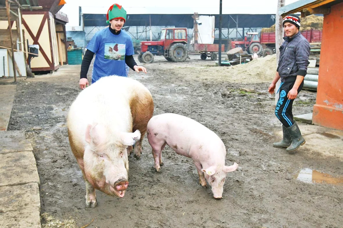 “Uriaşa”, lângă un porc de 100 kilograme