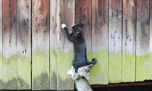 horoscop zilnic 9 iulie jpeg