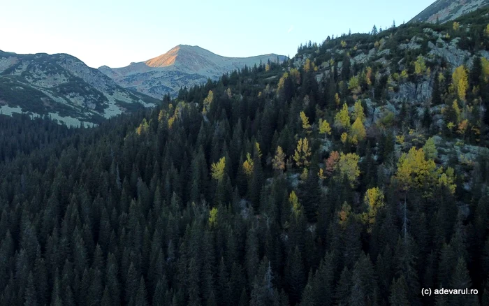 Pădurile de la poalele Retezatului. Foto: Daniel Guță. ADEVĂRUL