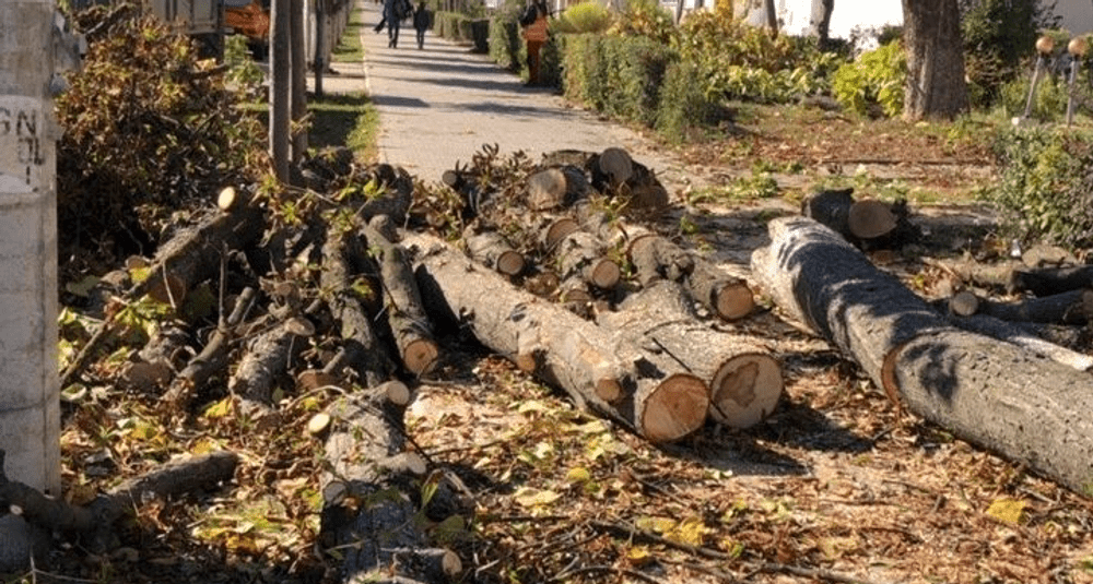 Copaci sănătoși tăiați ilegal pe un bulevard din Onești. Garda de Mediu a amendat primăria cu 50.000 de lei