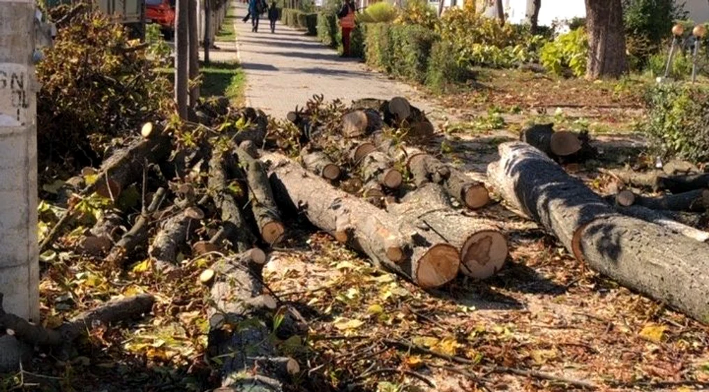Mai mulți copaci perfect sănătoși au fost tăiați în Onești FOTO Garda de Mediu Bacău