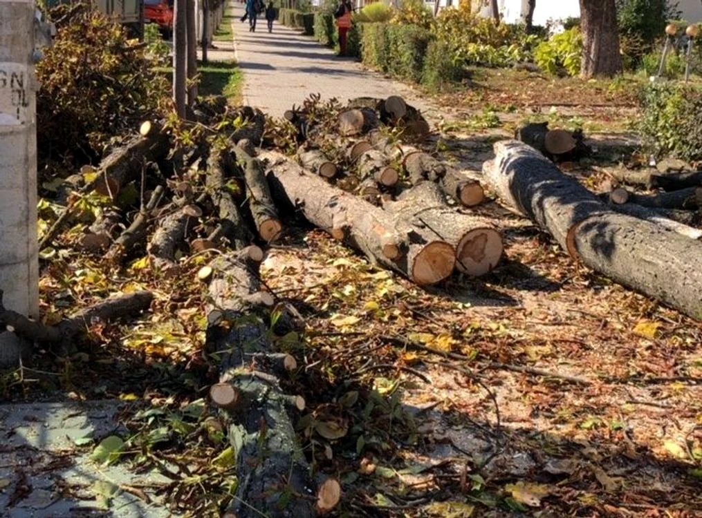 Tăierile ilegale de copaci sunt sancționate de lege FOTO Garda de Mediu Bacău