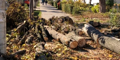 taiere ilegala copaci Onesti 1 FOTO Garda de Mediu Bacau (3) jpg