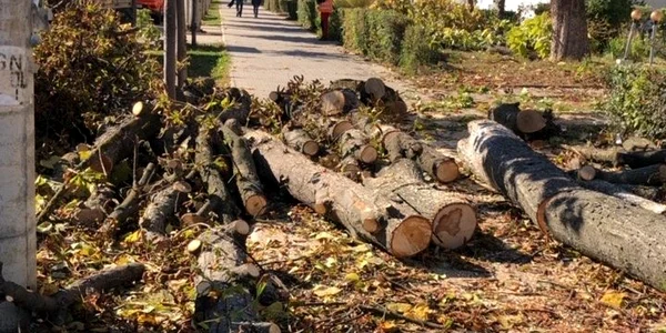 taiere ilegala copaci Onesti 1 FOTO Garda de Mediu Bacau (3) jpg