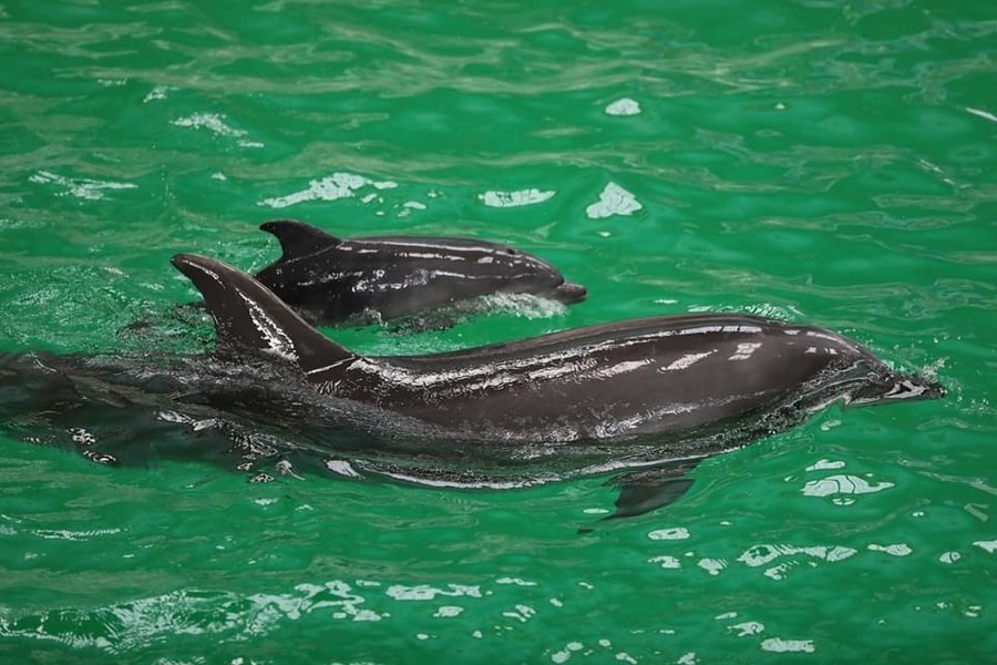 Primul pui de delfin născut în captivitate în România. Cum arată Baby, vedeta Delfinariului Constanța FOTO
